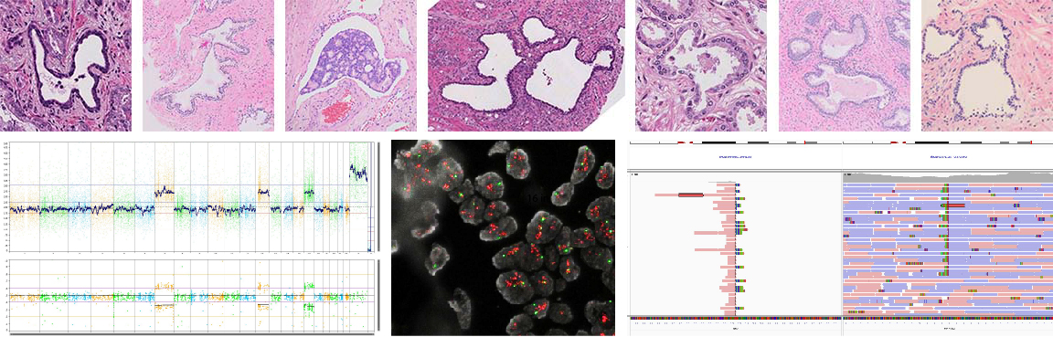 Genitourinary Pathology Fellowship Banner