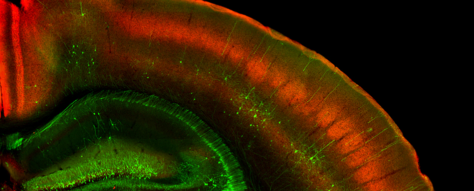 Anatomic Pathology Research Program