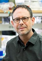 Adrian Erlebacher, MD, PhD